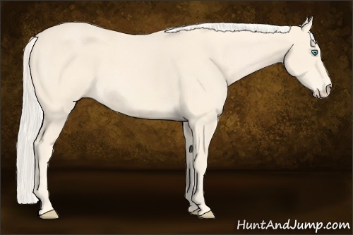 Horse Color:Cremello 