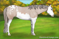 Horse Color:Bay Splash Appaloosa