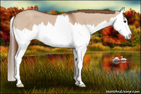 Horse Color:Red Dun Splash 