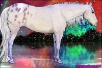 Horse Color:Watercolor Silver Bay Appaloosa 