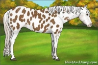 Horse Color:Chocolate Palomino Sabino Appaloosa 