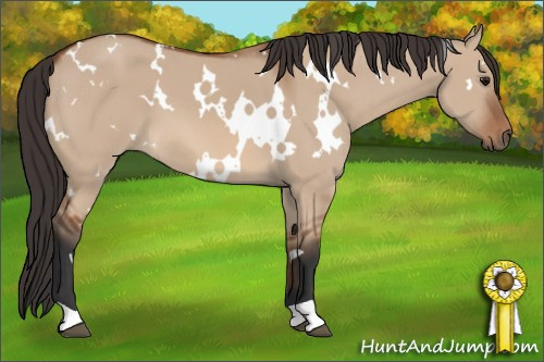 Horse Color:White Spotted Bay Dun