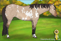 Horse Color:White Spotted Bay Dun