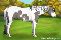 Horse Color:Grullo Sabino Tobiano 