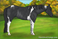 Horse Color:Black Tobiano Rabicano 