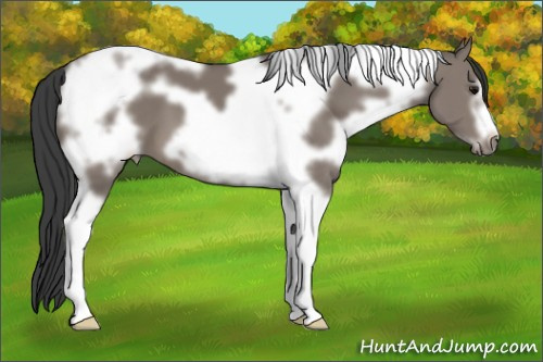 Horse Color: White Spotted Grullo Tobiano Frame 