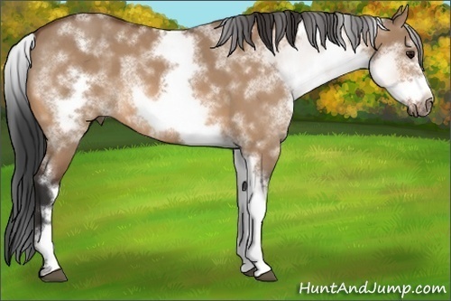 Horse Color: White Spotted Bay Dun Sabino Frame 