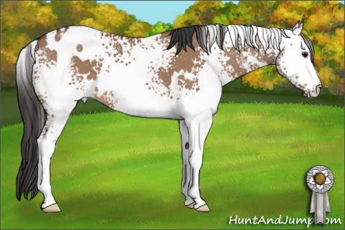 Horse Color: White Spotted Bay Dun 