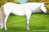 Horse Color:Buckskin Roan Dun Splash Appaloosa 