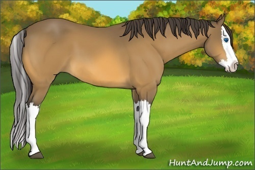 Horse Color: Buckskin Splash 