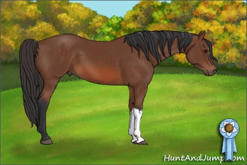 Horse Color: Bay 