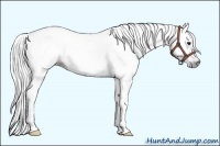 Horse Color:Gray Bay 