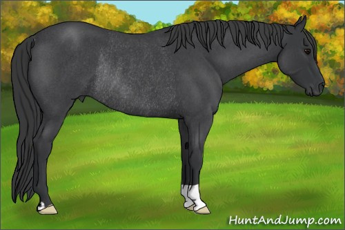 Horse Color: Brown Roan Rabicano 