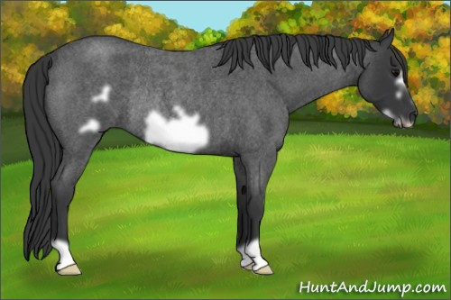 Horse Color: Blue Roan Frame Rabicano 