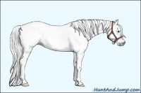 Horse Color:Gray Chestnut Splash Frame 