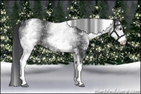 Horse Color:White Spotted Black 