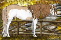 Horse Color:Red Dun Splash Frame Rabicano 