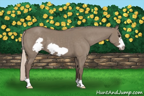 Horse Color: Silver Grullo Frame 