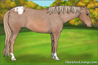 Horse Color:Chestnut Appaloosa