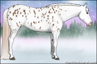 Horse Color:Chestnut Appaloosa