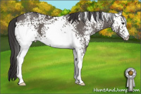 Horse Color:White Spotted Smoky Grullo 