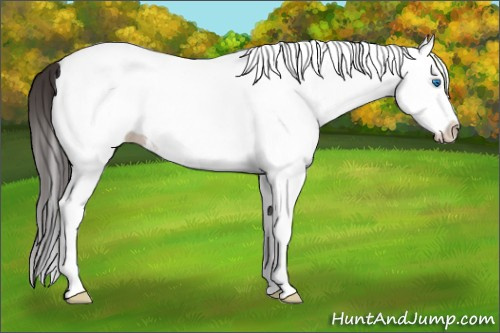Horse Color:White Spotted Bay Splash Rabicano 