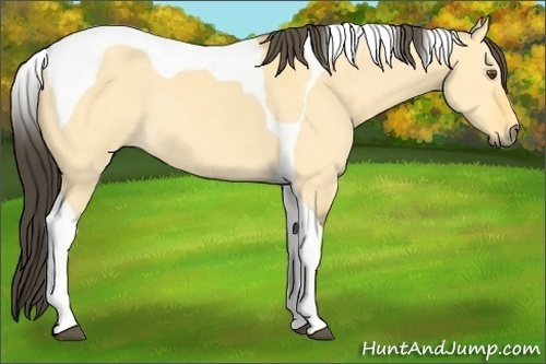 Horse Color:Buckskin Dun Tobiano Rabicano 