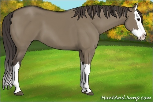 Horse Color:Smoky Grullo Splash