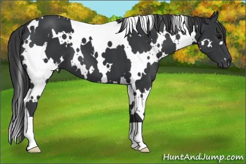 Horse Color:White Spotted Brown 
