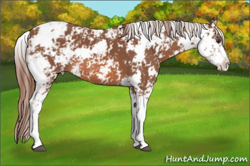 Horse Color: Liver Chestnut Sabino 