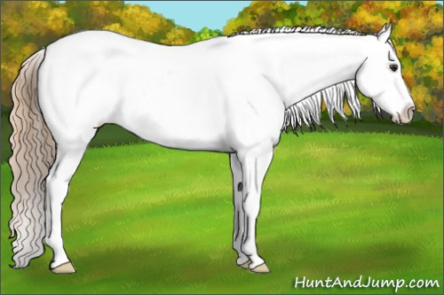 Horse Color: Red Dun Roan Splash Snowcap 