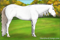 Horse Color:Red Dun Roan Splash Snowcap 