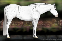Horse Color:White Spotted Black Blanket 