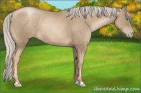 Horse Color:Chocolate Palomino Pearl 