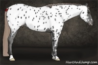 Horse Color:Liver Chestnut Appaloosa