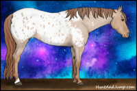 Horse Color:Liver Red Dun Roan Appaloosa 