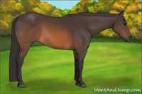 Horse Color:Buckskin 
