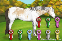 Horse Color:White Spotted Buckskin Dun Tobiano