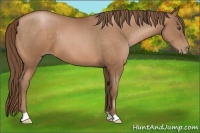 Horse Color:Bay Pearl 