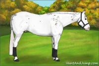 Horse Color:Silver Black Sabino Splash