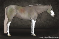 Horse Color:Silver Black Sabino 