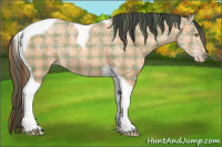 Horse Color:Plaid  Amber Champagne Ice Tobiano 