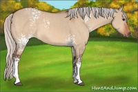 Horse Color:White Spotted Silver Bay Dun Sabino