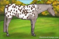 Horse Color:Bay Sabino Near Leopard 