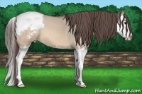 Horse Color:Brown Dun Sabino Splash Snowcap 