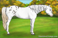 Horse Color:Smoky Grullo Appaloosa 