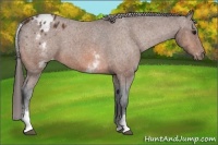 Horse Color:White Spotted Bay Blanket Rabicano 