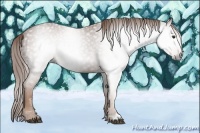 Horse Color:Gray Chestnut 