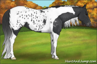 Horse Color:Black Tobiano Appaloosa 