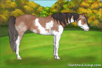 Horse Color:Bay Splash 